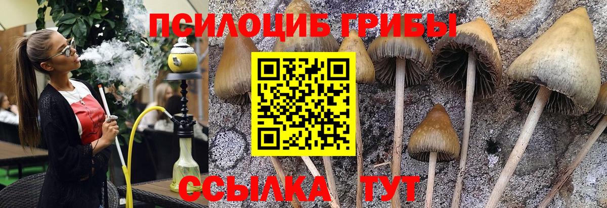 Псилоцибиновые грибы мицелий Богородицк