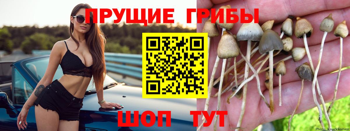 Псилоцибиновые грибы прущие грибы  Псилоцибиновые грибы мухоморы  даркнет сайт  Вход с VPN  Богородицк 